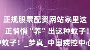 正规股票配资网站家里这几个地方，正悄悄“养”出这种蚊子！_梦真_中国疾控中心_来自